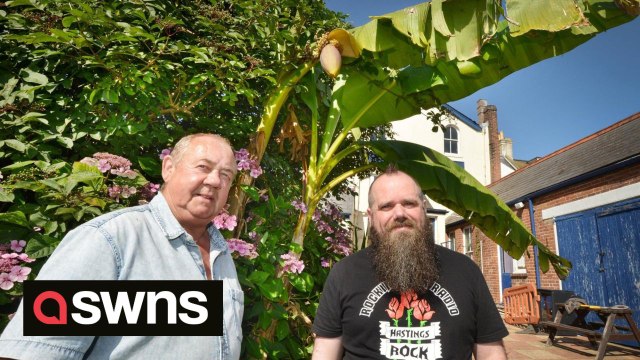 Pub beer garden grows bananas - which it will turn into cocktails