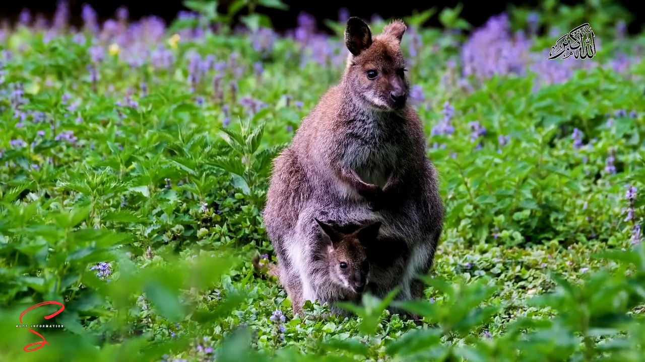 It's Time To Open Up About Wild Animals by osconlinemarket