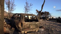 ABD'nin Hawaii eyaletindeki orman yangınında can kaybı artıyor: 99 kişi öldü, 1300 kişi kayıp