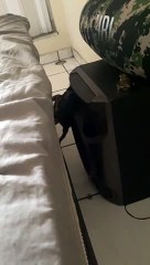 Tiny Dog Makes Harrowing Journey Up Side Of Bed