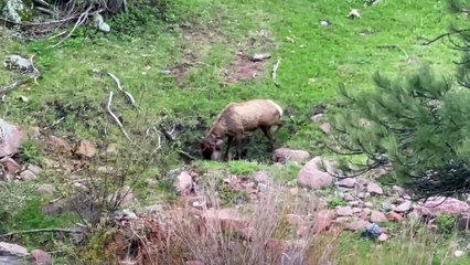 Mountain Lion Attacks An Elk