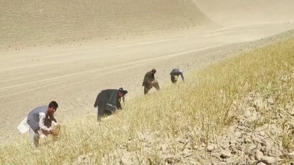 مزارعو إقليم بلخ الأفغاني محرومون من اللحم.. ما علاقة الأمر بالتغير المناخي؟