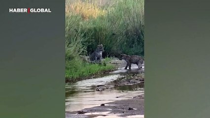 Bal porsuğu tek başına 3 leoparla savaştı, sonucu ise şaşırttı