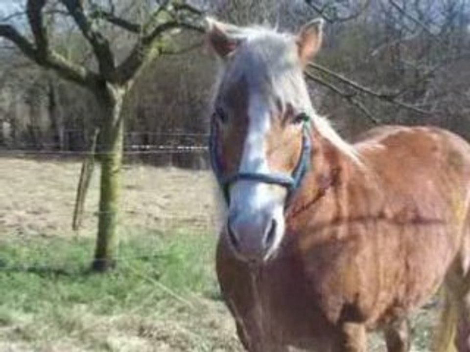 Poney au galop