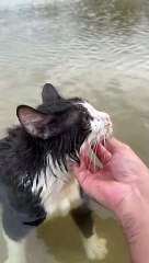 Cat Goes For a Swim
