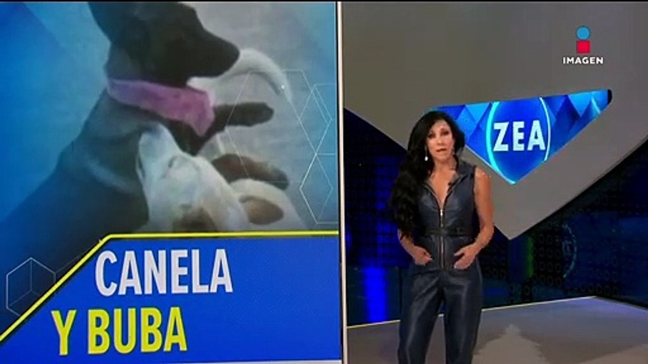 Marchan por "Buba" y "Canela", perritas baleadas por el alcalde de Tangancícuaro