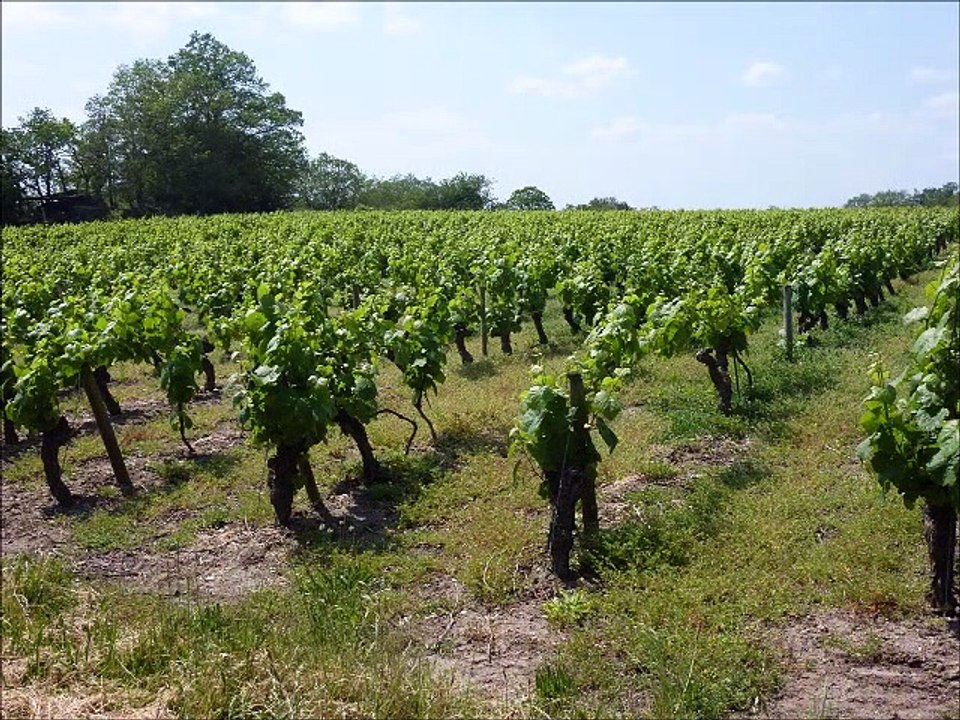 Vignes - Musique : The old queen (mazurka de I Luff) - Eric : guitares, mandolines.