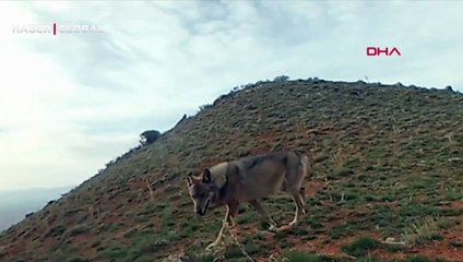 Ormanların özgür ruhlu sakinleri... Kurtların doğal yaşamı fotokapana yansıdı