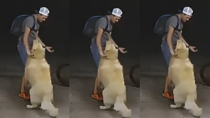 Inesperada amistad: perro condena a ladrón ¡a rascarle la panza!