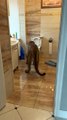 Pet Puma boit dans les toilettes