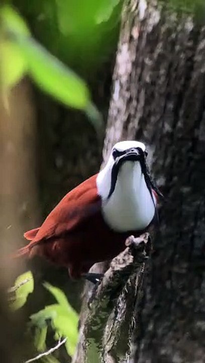 A Bird With A Mustache