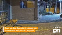 Onça parda é flagrada circulando por condomínios de luxo em Campinas