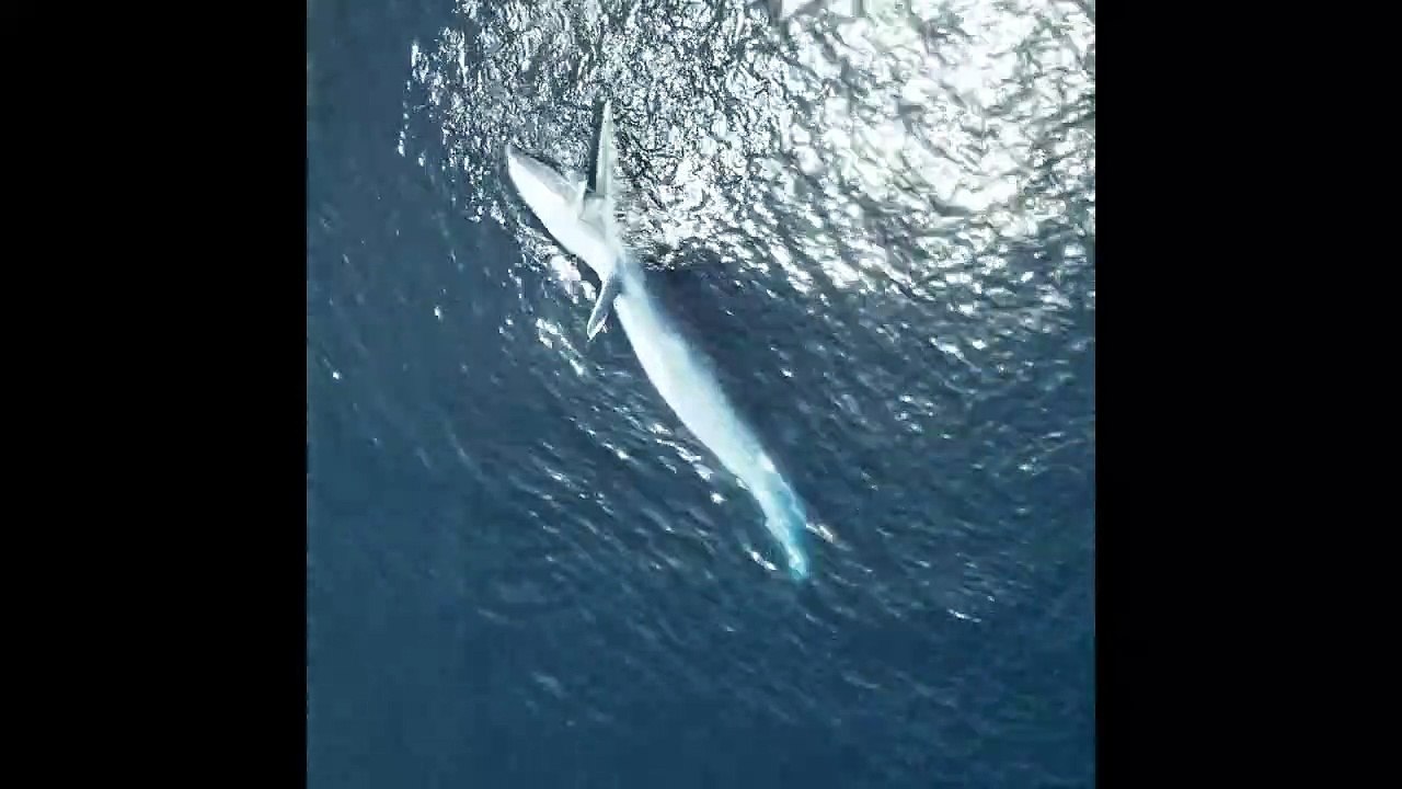 Images aériennes de l'alimentation des baleines de Bryde