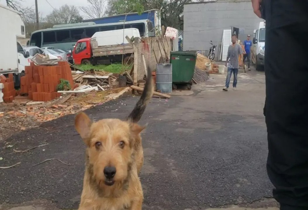 Cão mora em delegacia do PR enquanto dono está preso; veja reencontro
