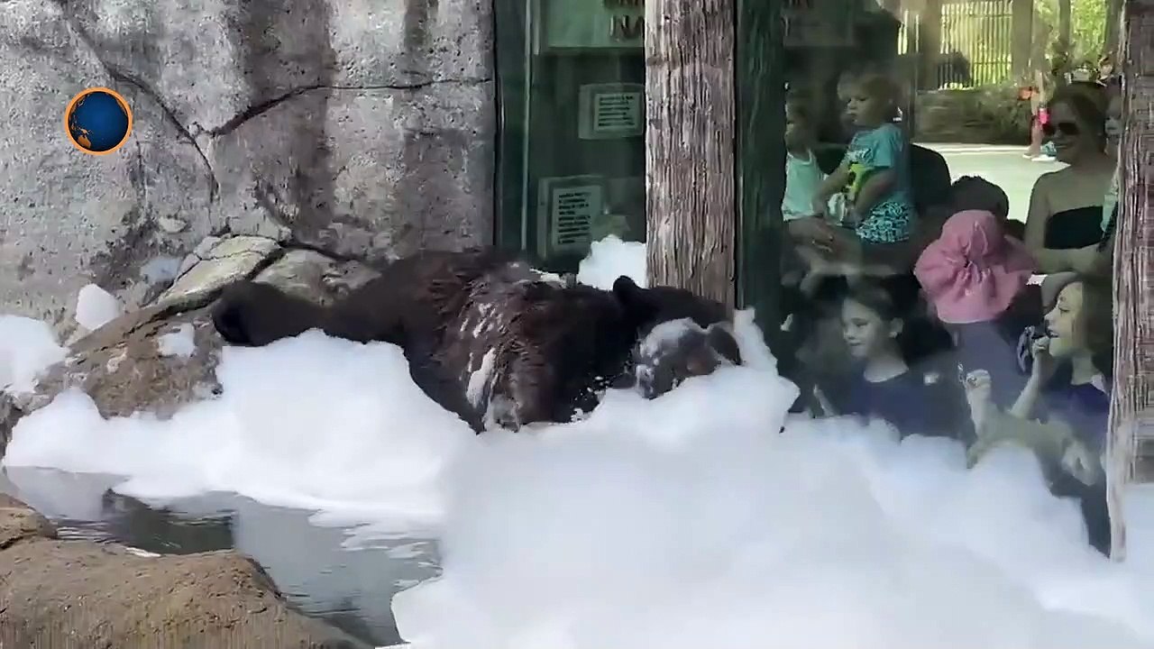 This BEAR Loves A BUBBLE BATH!