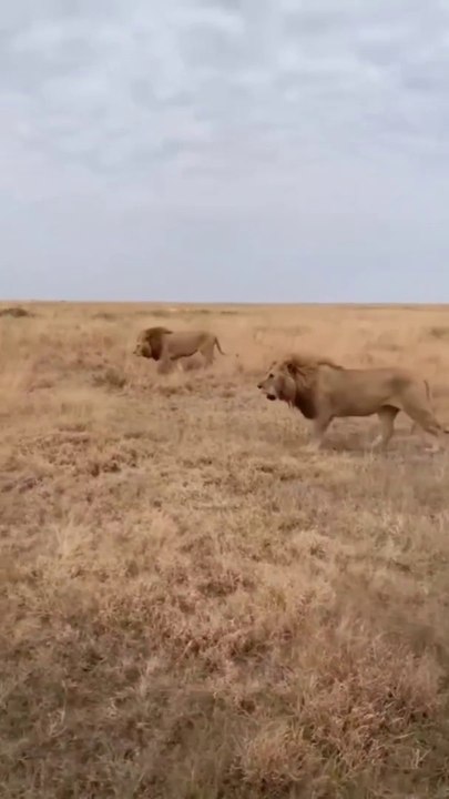  A great recent sighting of the mighty Red Road Male lion