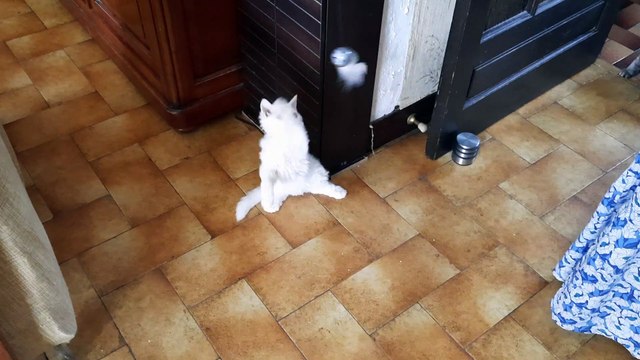 Ulyssa des Furoles d'Ajol Selkirk rex LH