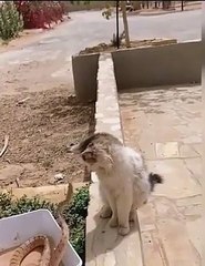 Kedi yılanın saldırısından muhteşem refleksiyle kurtuldu!