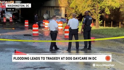 Tragedy at DC dog daycare after flash flooding