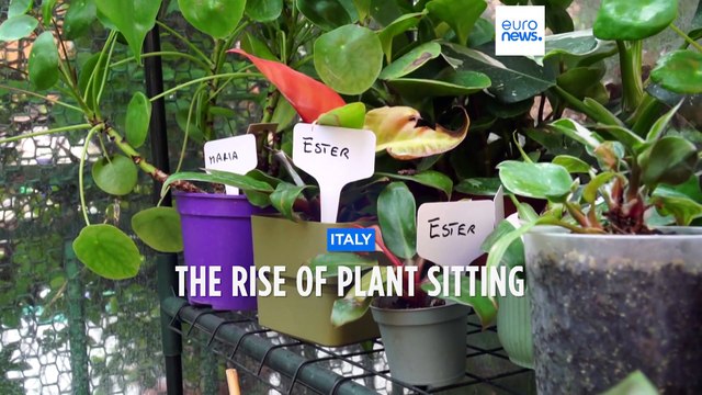 Holiday homes for house plants give green-fingered holidaymakers peace of mind