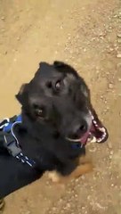 Los «héroes de cuatro patas» también se van de vacaciones