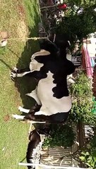 Heavy Desi cow and camels for Qurbani 2021