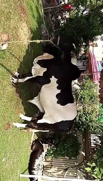 Heavy Desi cow and camels for Qurbani 2021