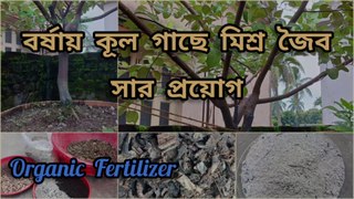 বর্ষায় কুল গাছে সার প্রয়োগ ।। Apple Ber Plant Care