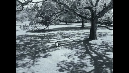 Watch the Netflix trailer of 'Maestro': Bradley Cooper directs and plays the role of Leonard Bernstein