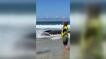 Aparece varado el cadáver de un tiburón peregrino de seis metros en la playa ferrolana de Doniños