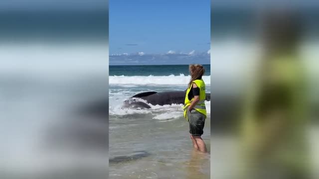 Aparece varado el cadáver de un tiburón peregrino de seis metros en la playa ferrolana de Doniños