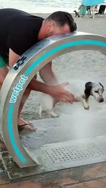 Dog Gets a Bath at the Beach