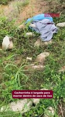 Cachorrinha é largada para morrer dentro de saco de lixo