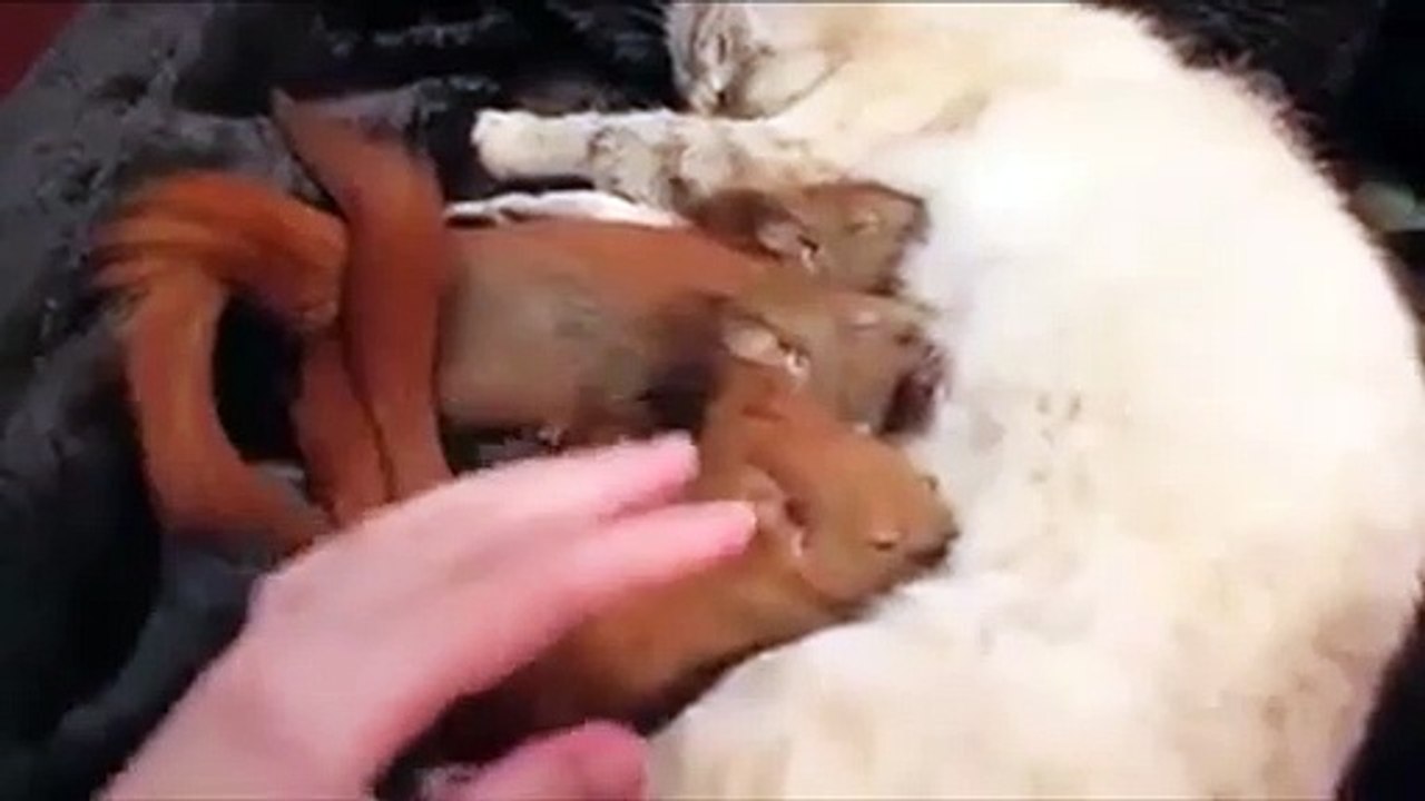 Ces bébés écureuils sont allaités par une maman chien. Trop mignon