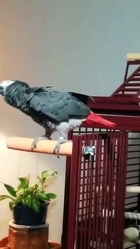 Quand ton perroquet demande à Alexa de stopper la musique... j'aime pas cette chanson