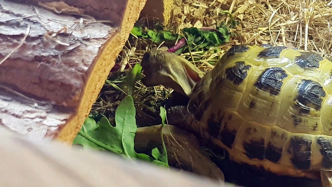 Eating plenty now