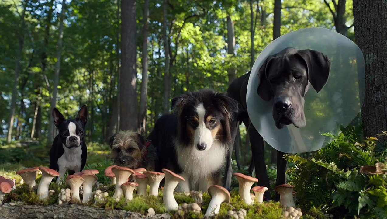 Strays   Mushroom Party Scene