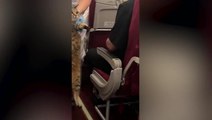 Runaway kitten on plane caught by flight attendant