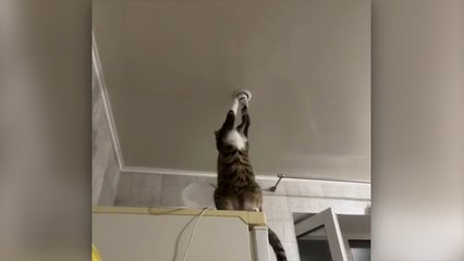 Işık tamir eden kedi, sosyal medyada viral oldu