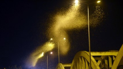 Sakarya'da milyonlarca kelebeğin ölüm dansı