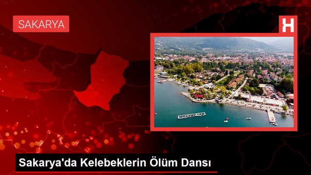 Sakarya'da Kelebeklerin Ölüm Dansı