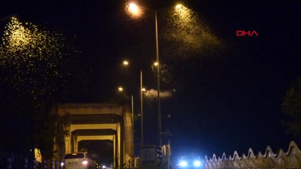 Danse mortelle des papillons à Sakarya