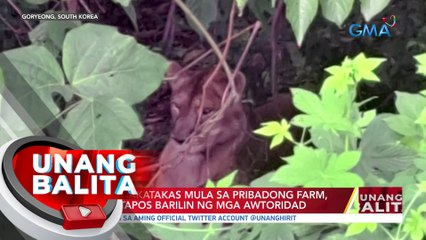 Leon na nakatakas mula sa pribadong farm, patay matapos barilin ng mga awtoridad | UB