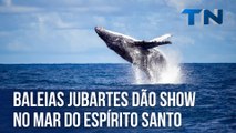 Baleias jubartes dão show no mar do Espírito Santo