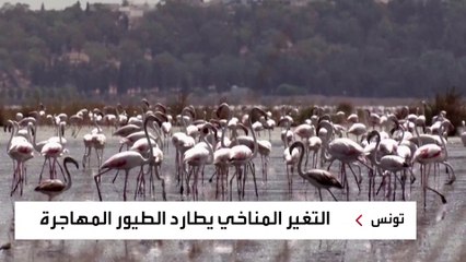 جفاف البحيرات الساحلية في تونس يربك أسراب الطيور المهاجرة بين أوروبا وأفريقيا