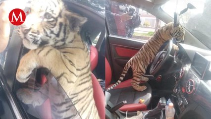 Hombre es detenido por pasear en su vehículo a un tigre de bengala en Nezahualcóyotl