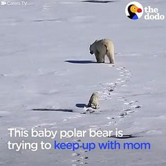 Baby Polar Bear Plays In Puddles   The Dodo