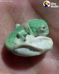 Baby Chameleon Hatches, Then Changes Color   The Dodo