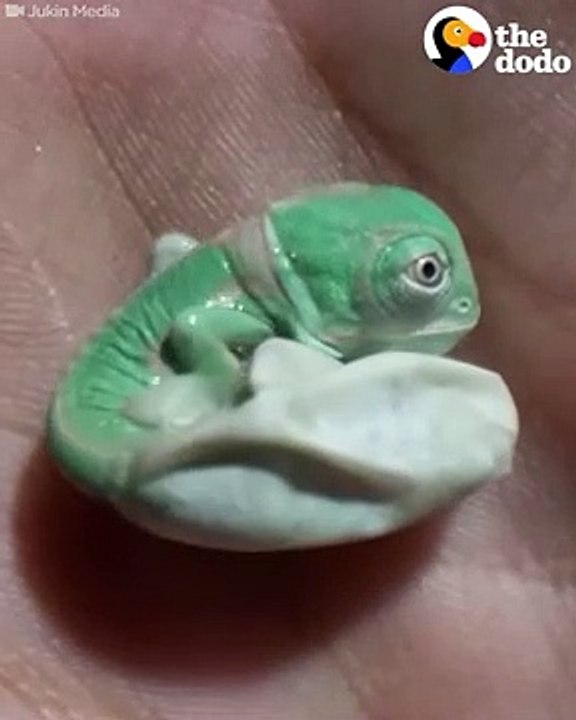 Baby Chameleon Hatches, Then Changes Color   The Dodo