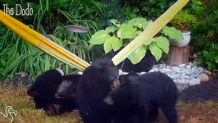 Family Of Bears Bond Over A Hammock   The Dodo